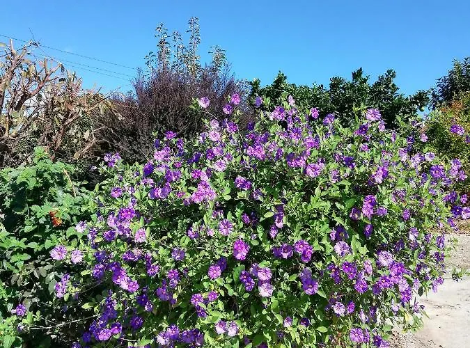 Casa Da Calçada Séjour chez l'habitant Mujaes